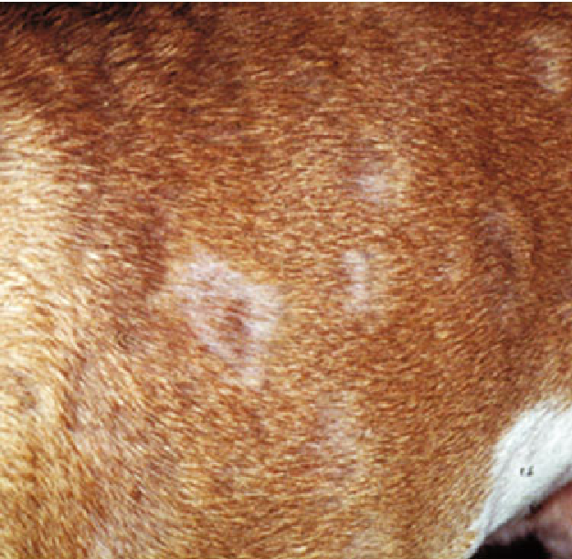 Мокнущая экзема у собак: фото и лечение в домашних условиях, причины и симптомы заболевания