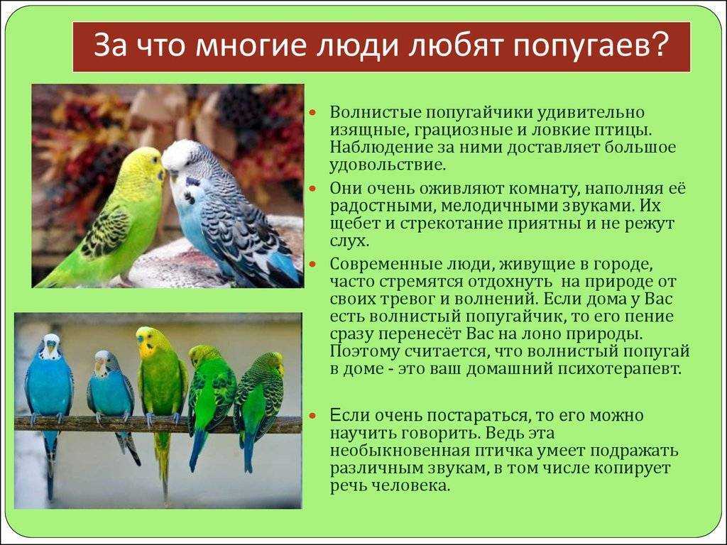 Виды попугаев амазонов