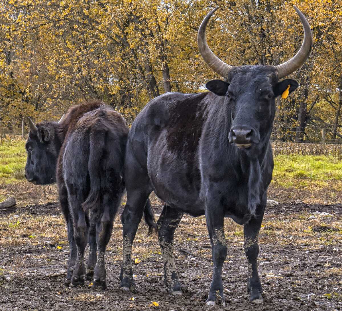 Бифало – бизон, скрещенный с коровой