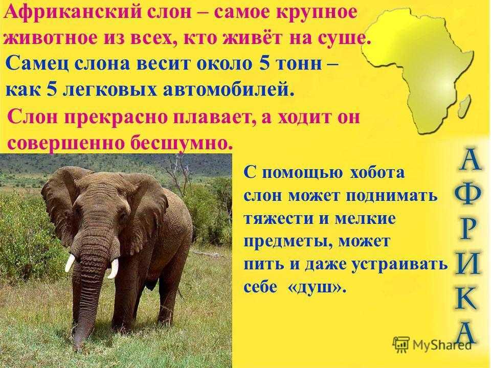 Африканский саванный слон: чем питается и как живет