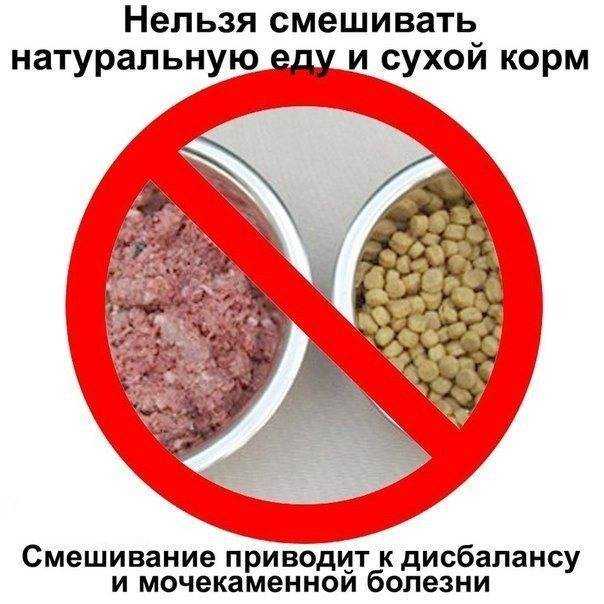 Как накормить кота, если он отказывается от еды: основные методы