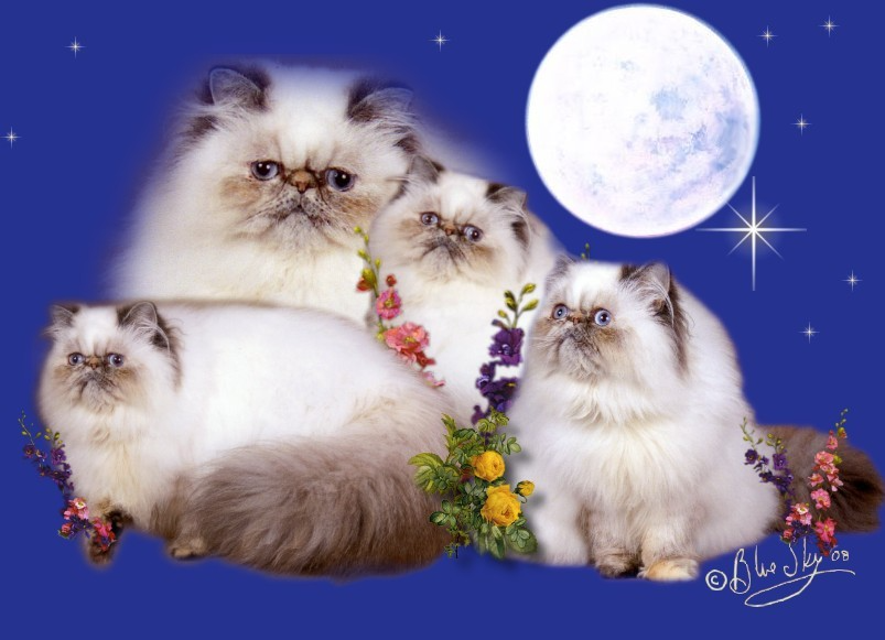 Как подружиться с кошкой - wikihow