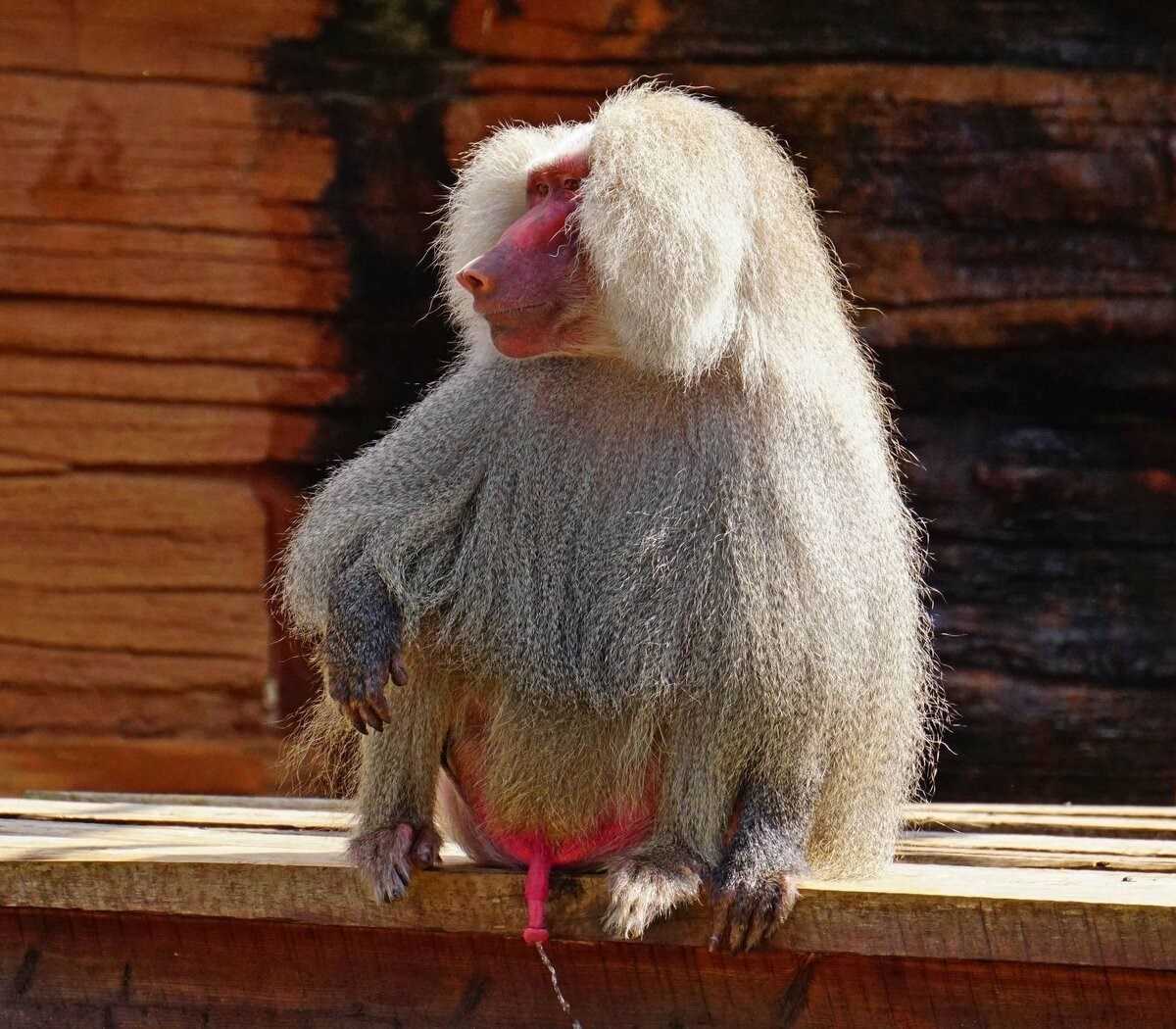 18 необычных видов обезьян
