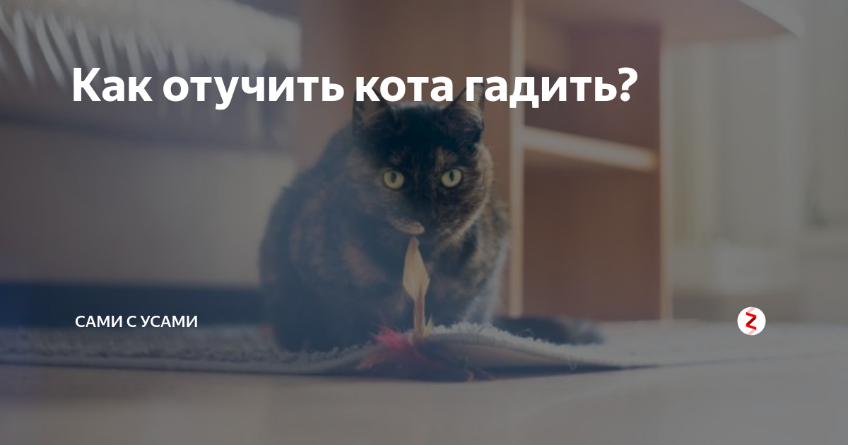 Кошка гадит на кровать: как решить проблему