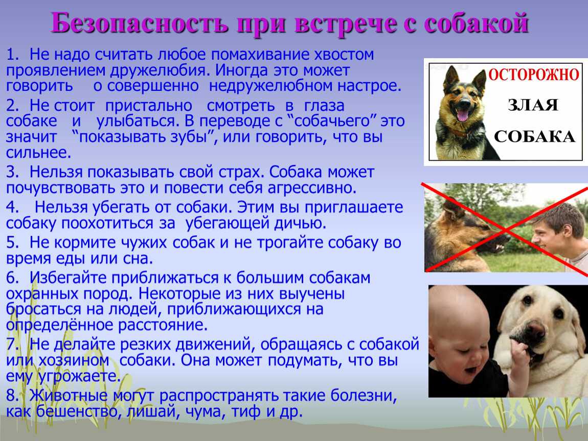 Как долго собаки помнят обиду