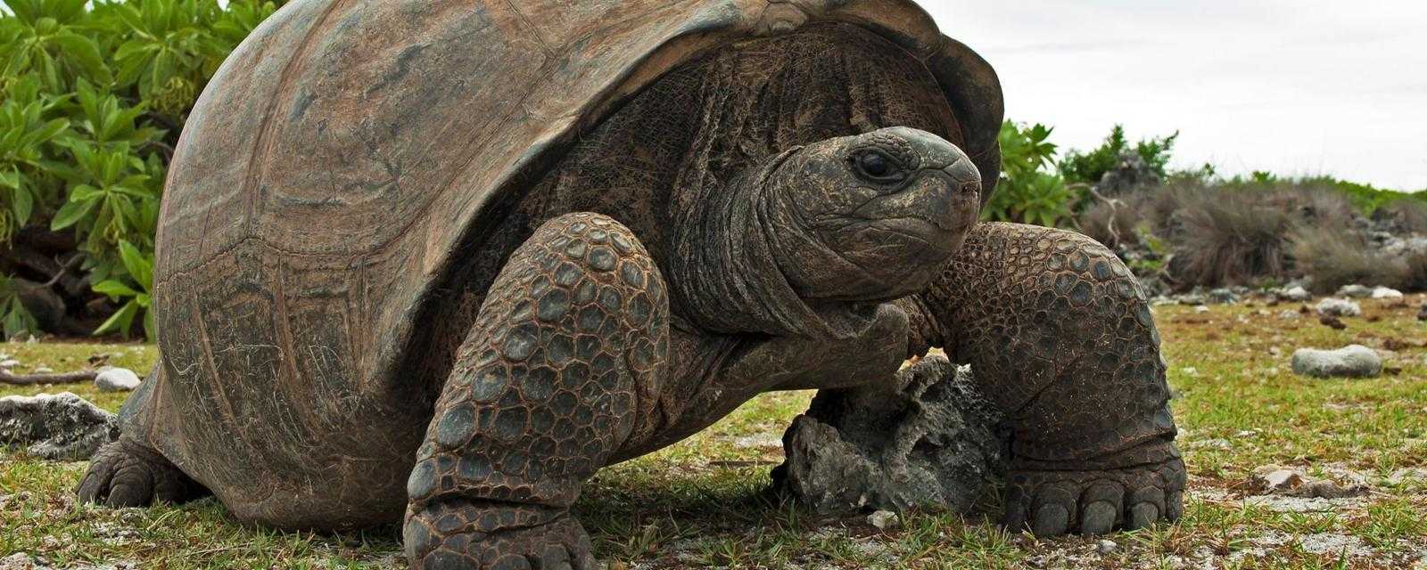 Топ 10 самые крупные черепахи в мире