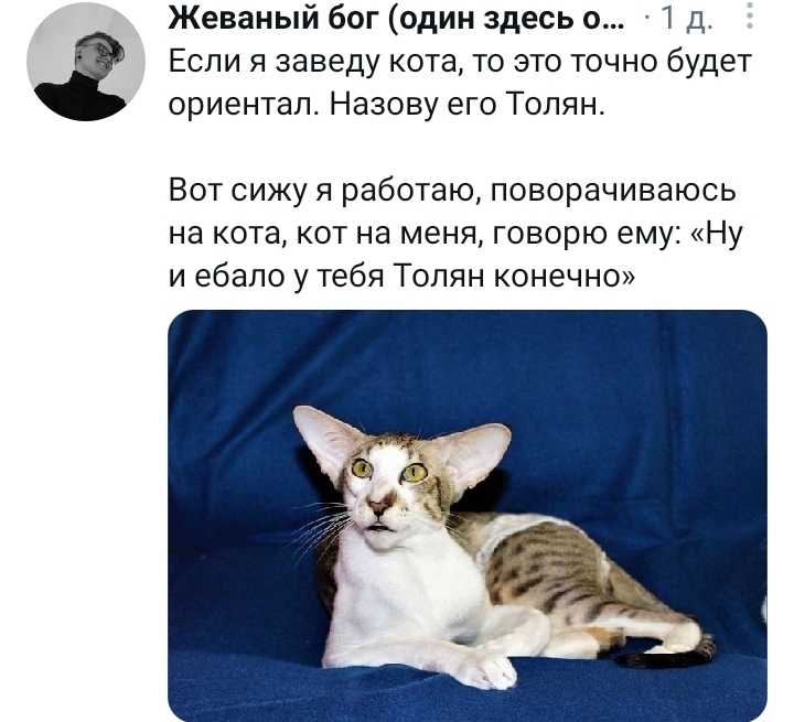 Дикие кошки, которых нельзя одомашнивать и приручать