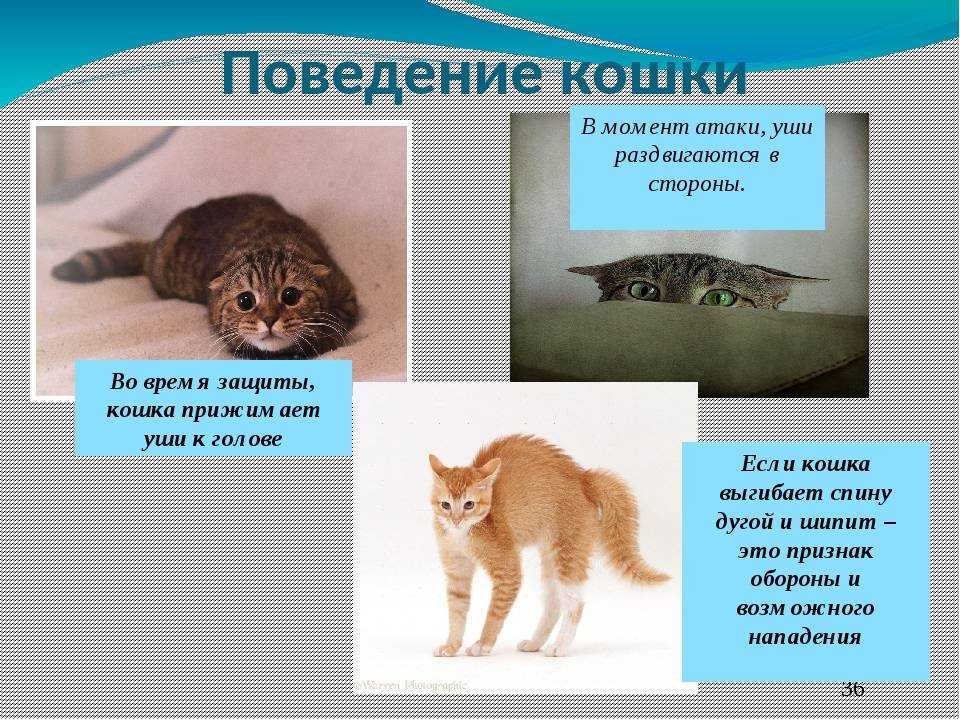 Кошки делают странные вещи Изучите причины, по которым ваша кошка может бегать и бесится, и выясните, стоит ли беспокоиться
