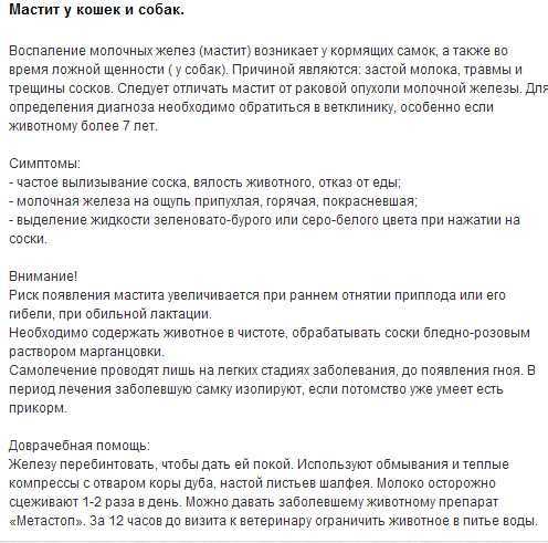 Мастит у кошки: виды, симптомы, причины, лечение