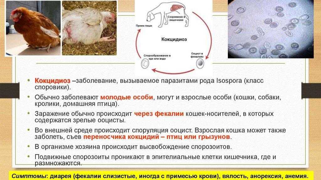 Жидкий стул у собаки: основные причины и провоцирующие факторы | ваши питомцы