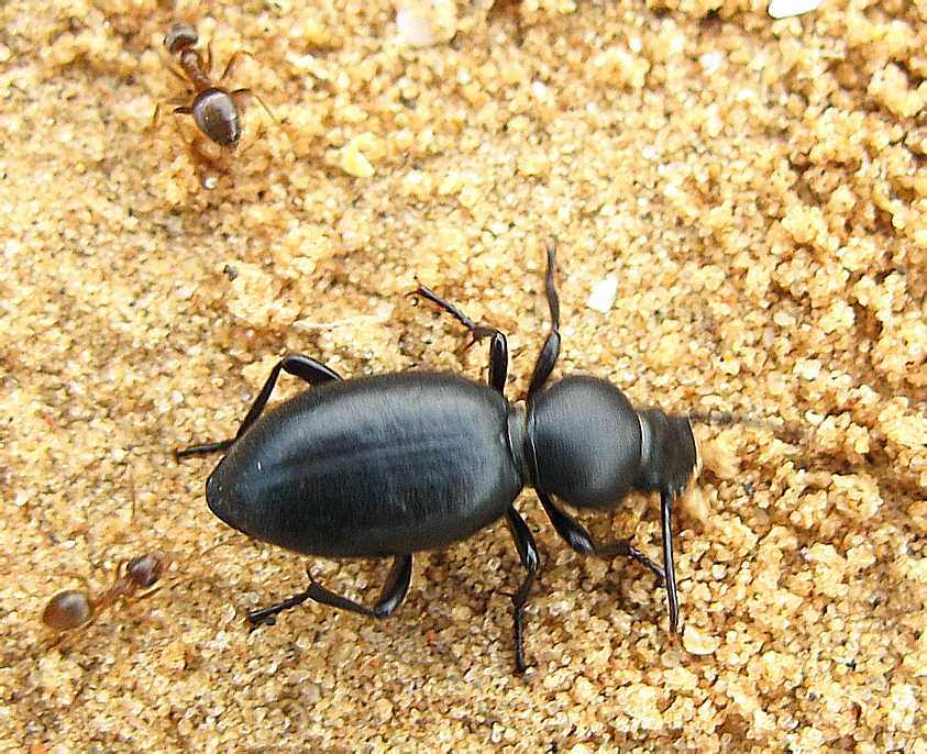 Чернотелки (tenebrionidae)