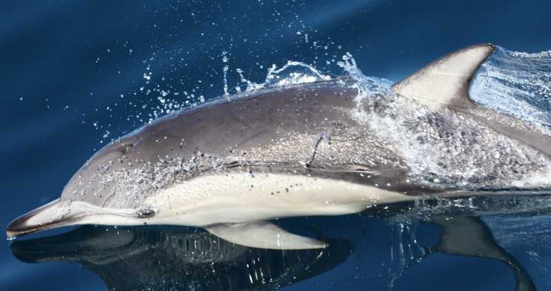 Черноморский дельфин-белобочка - черноморие.рф