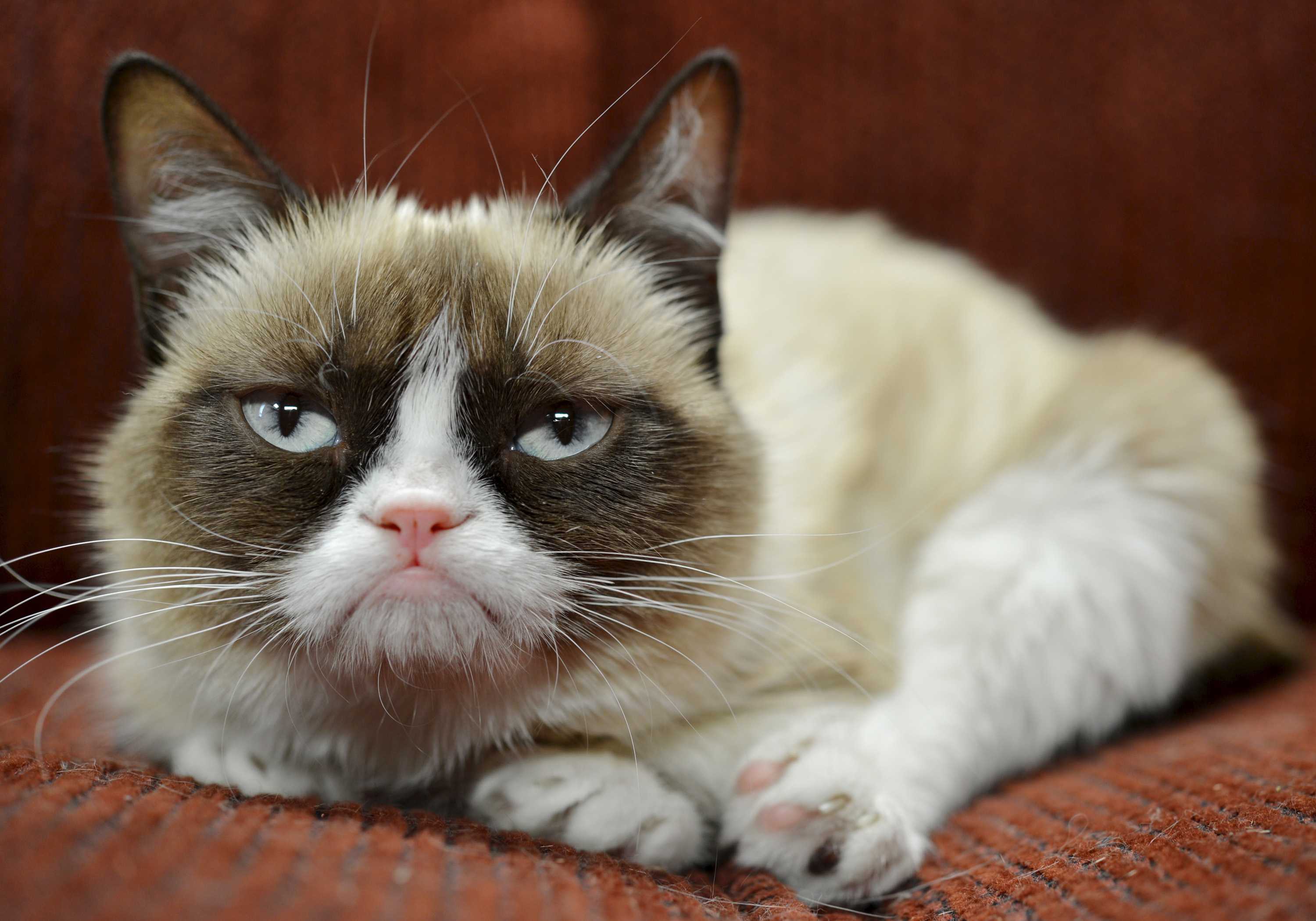 Самый грустный кот (фото): все о пушистой знаменитости. grumpy cat — самый сердитый кот правдивая история кот грустный что