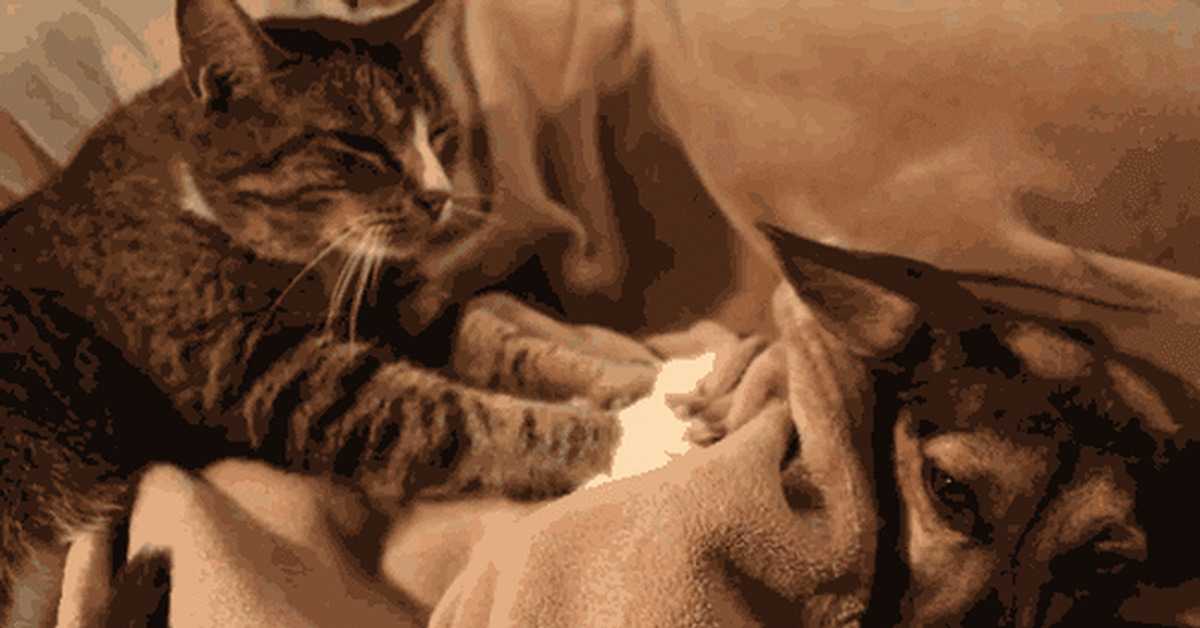 Почему кошка сосет одеяло и как отучить котенка от сосательного рефлекса