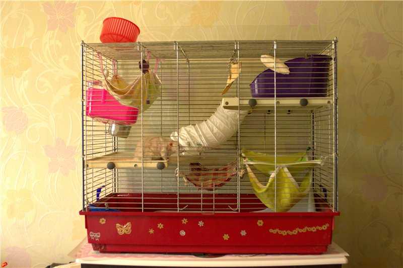 Как сделать и обустроить домик для домашней крысы своими руками