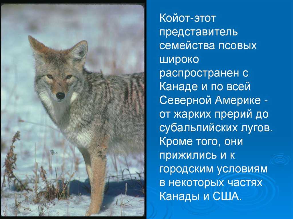 Койоты: размер, где живут, что едят, виды, размножение