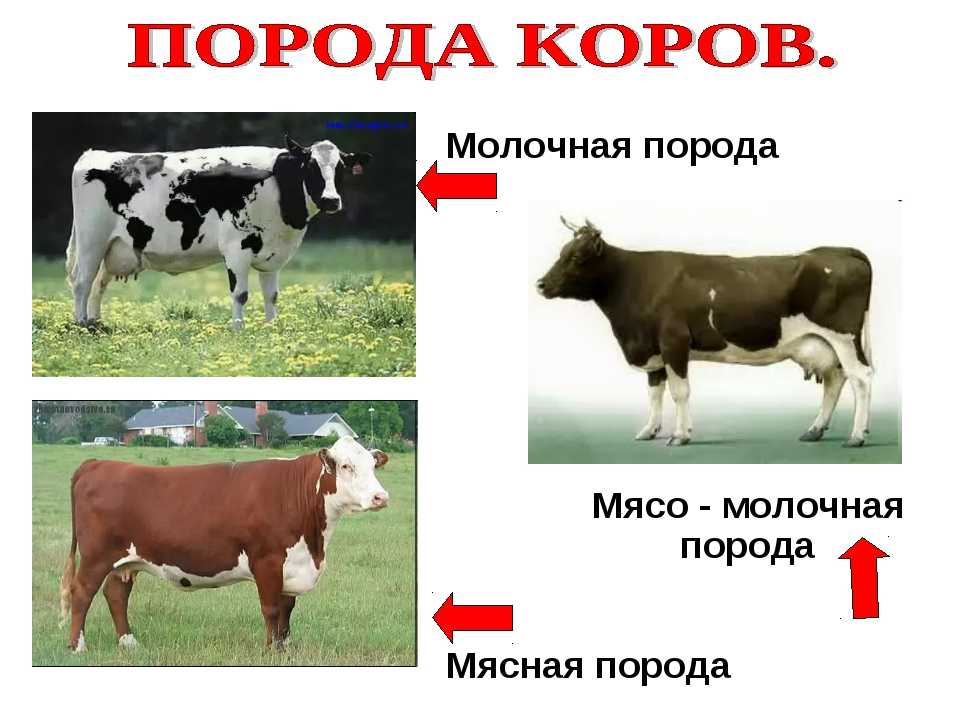 Як животное. описание, особенности, виды, образ жизни и среда обитания яка
