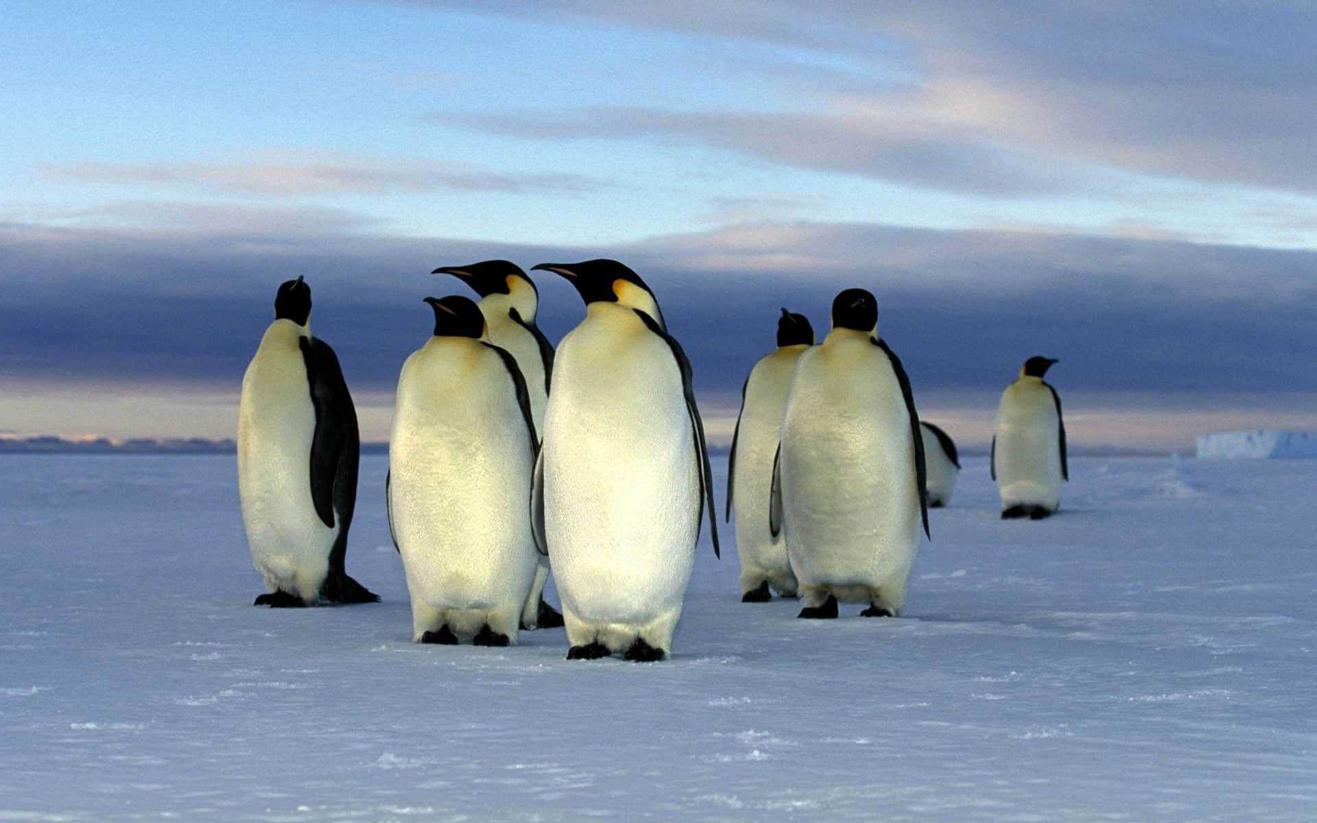 Самые красивые пингвины: описание и фото