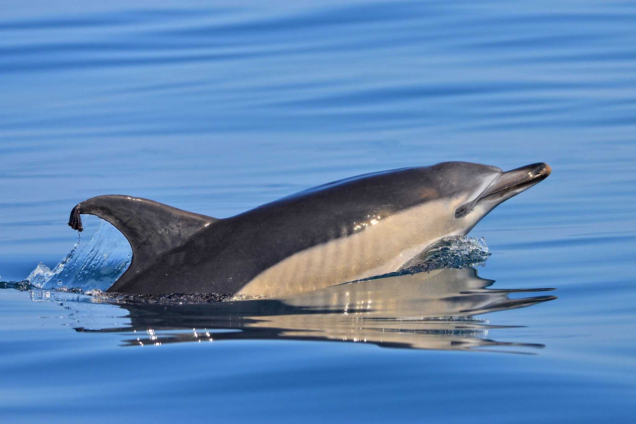 Белобочка черноморская. фото дельфина - среда обитания дельфина обычного