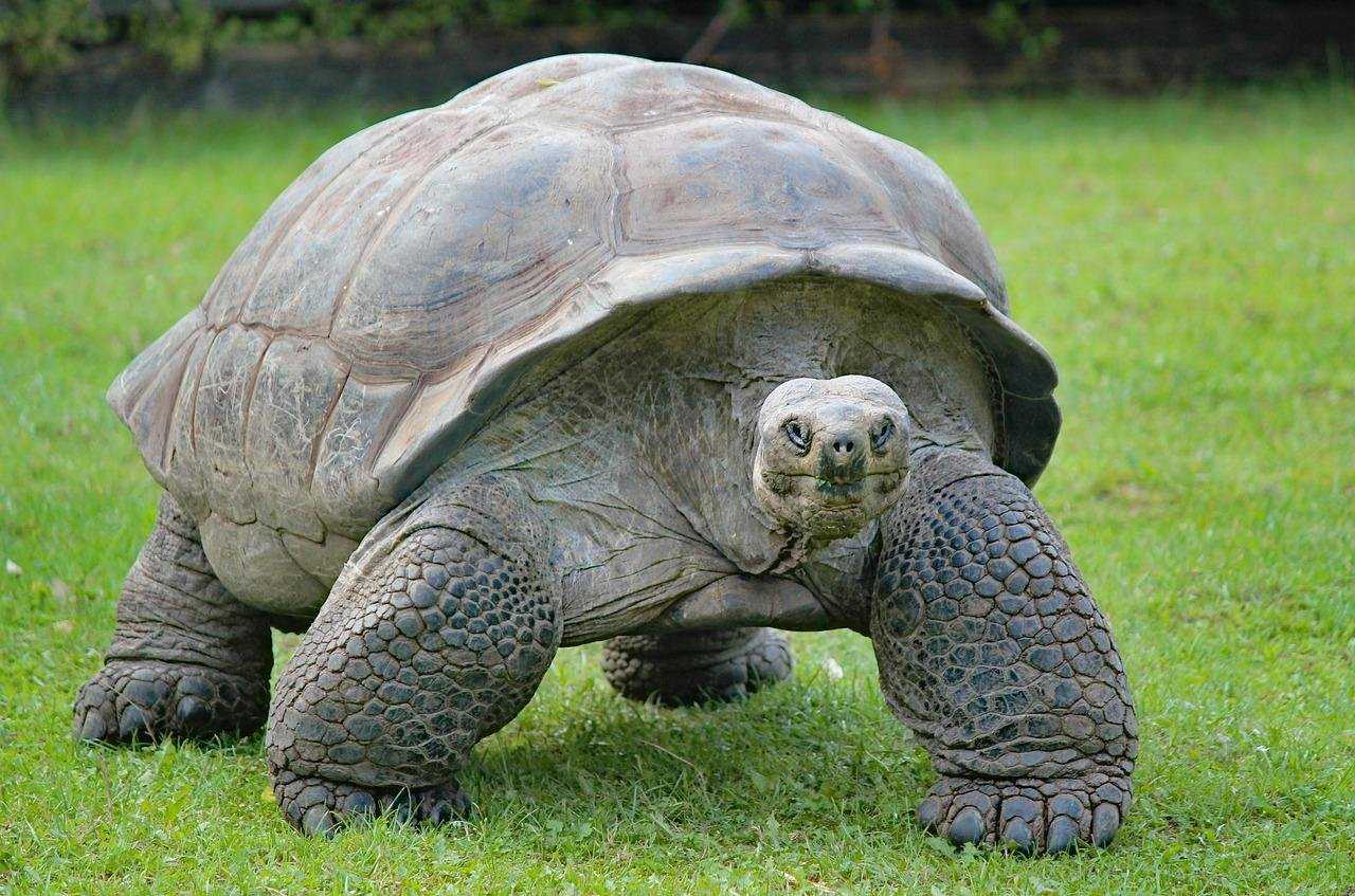 Планета полна интересными существами, но самыми необычными являются черепахи Самая большая черепаха в мире поражает своими данными