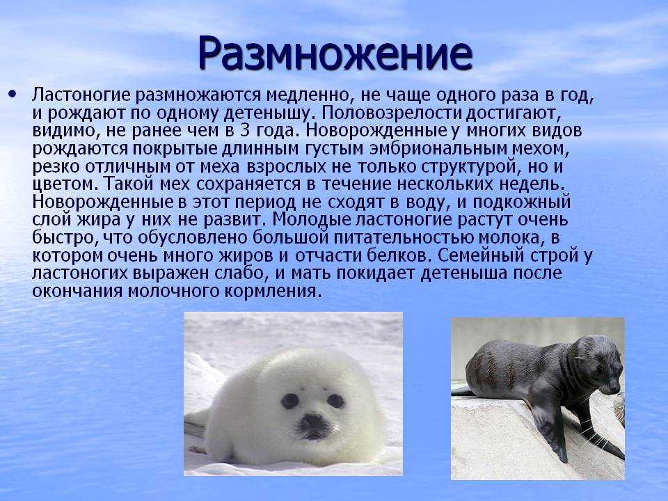 Ларга тюлень. образ жизни и среда обитания тюленя ларга