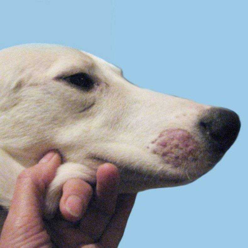 Экзема у собак: лечение мокнущей и сухой формы