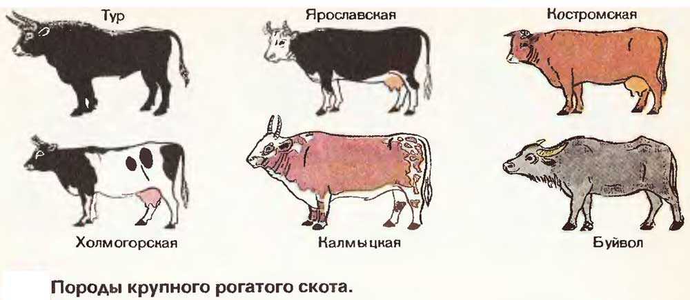 Як: внешний вид, фото, особенности, интересные факты, среда обитания