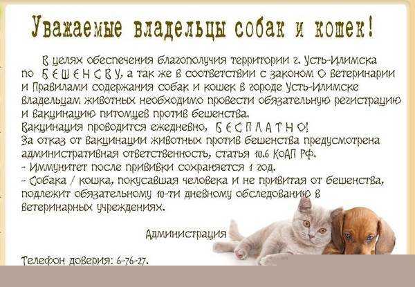 Как определить бешенство у собаки: 11 шагов