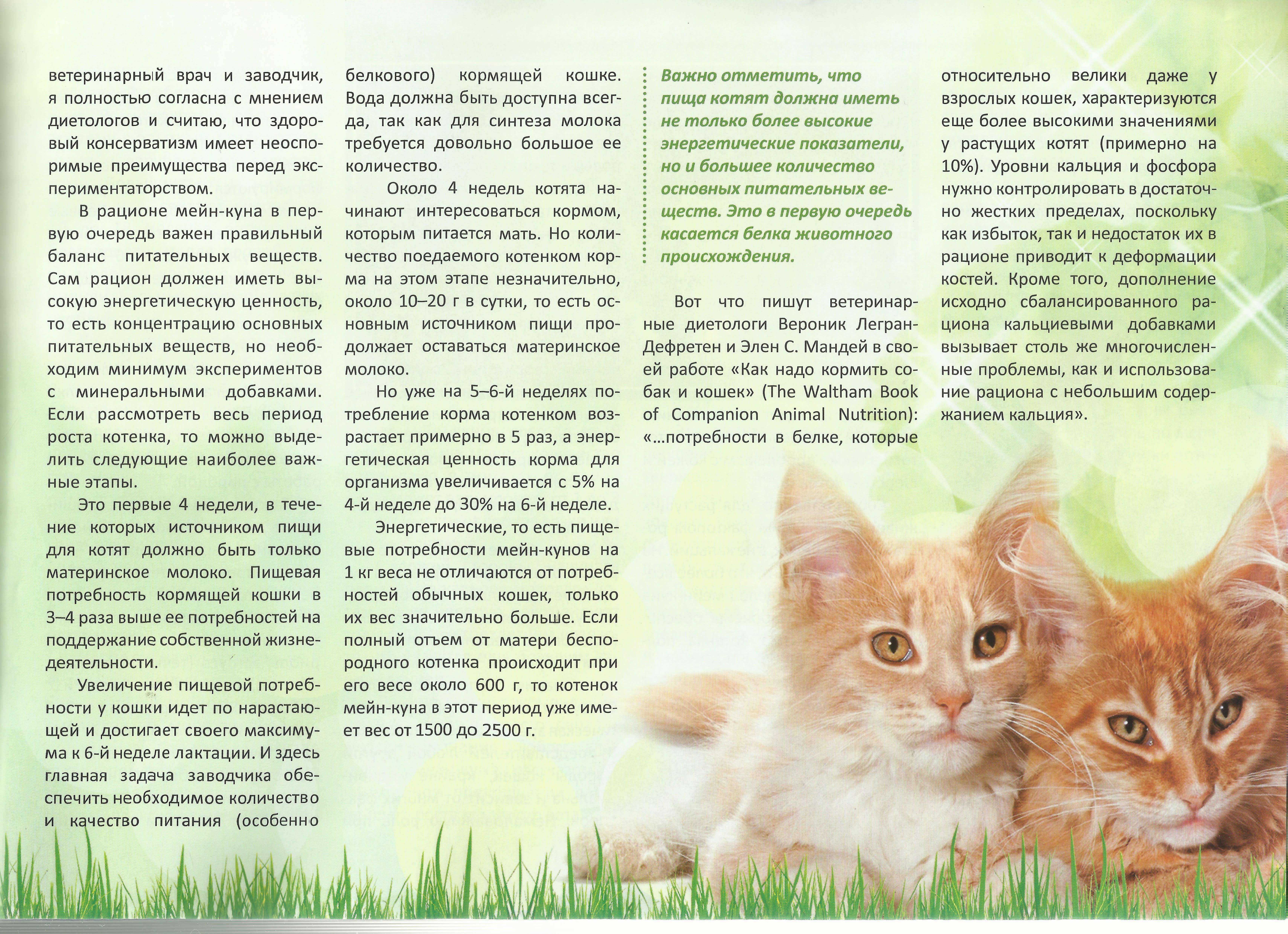 Кормление котенка в возрасте 2 месяца