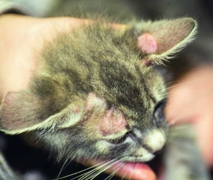 Кожные заболевания и болячки с запахом у кошек и котов - виды болезней, симптомы, лечение, фото