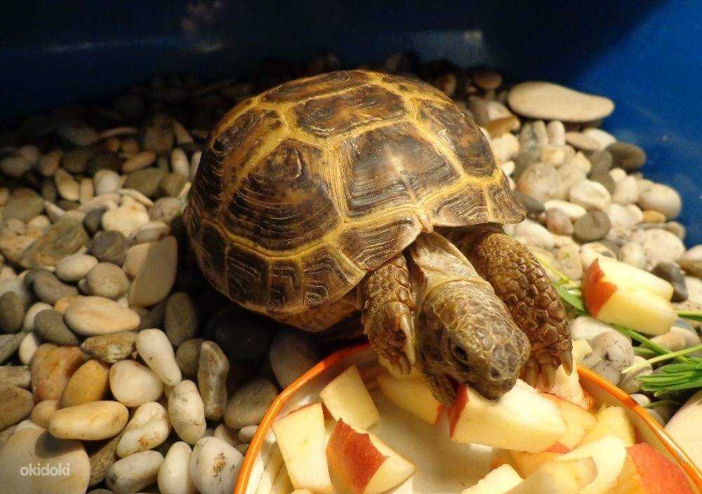 Сухопутная черепаха в качестве домашнего питомца
