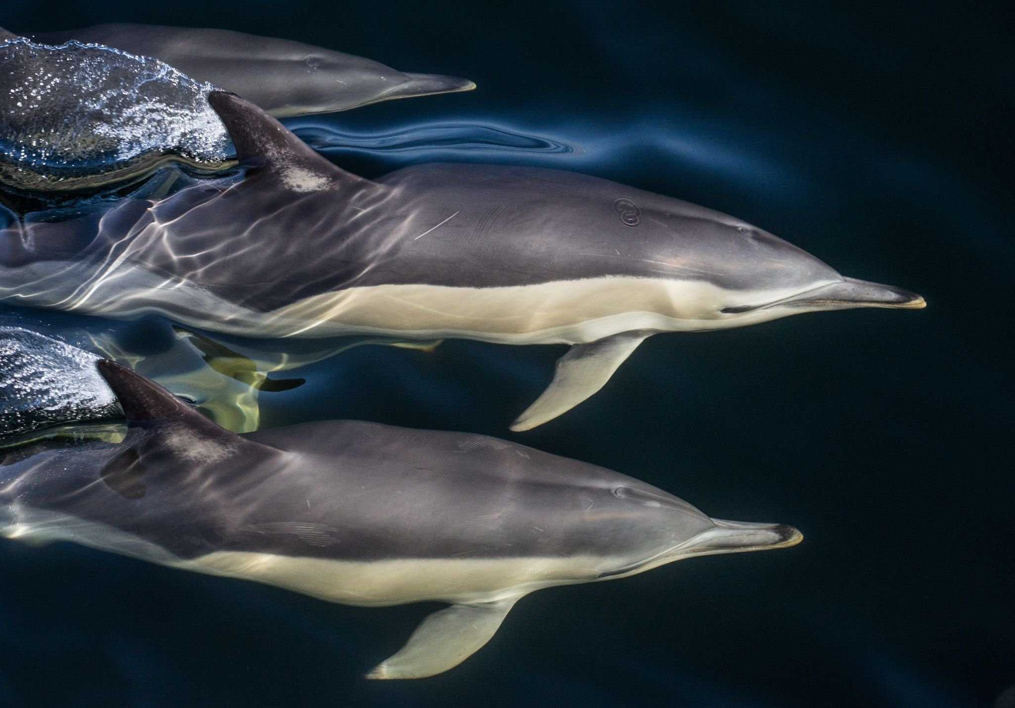 Дельфин-белобочка — самый обыкновенный дельфин? черномоские дельфины белобочки поведение и питание.