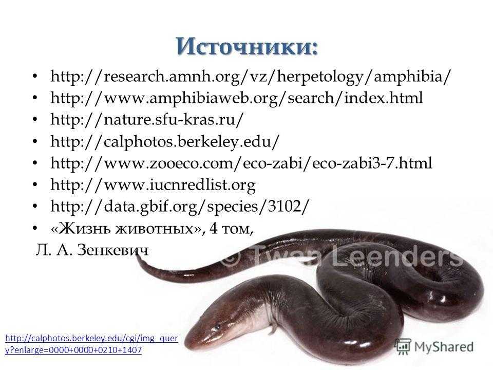 Тритоны угря - abcdef.wiki