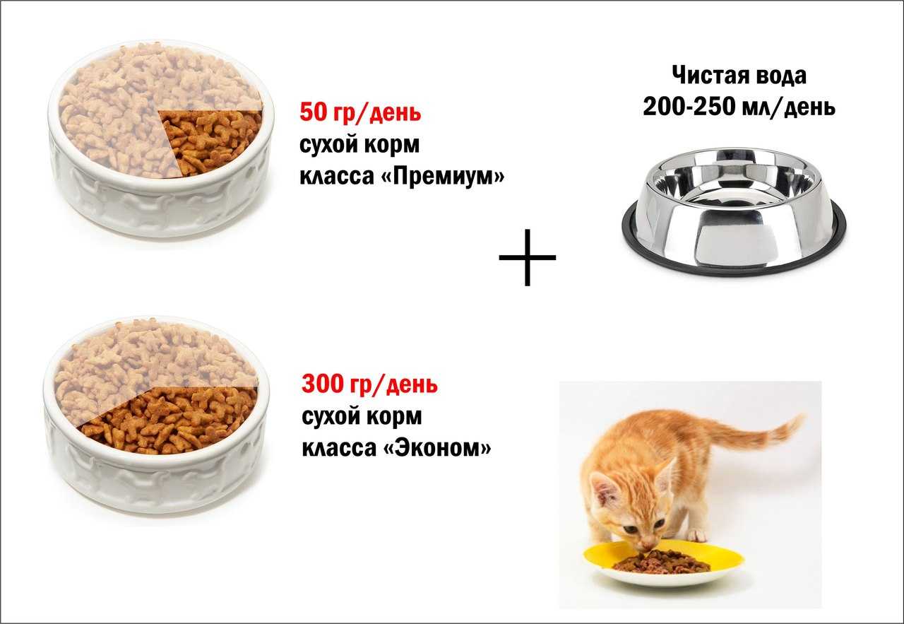 Почему кошка не ест сухой корм?