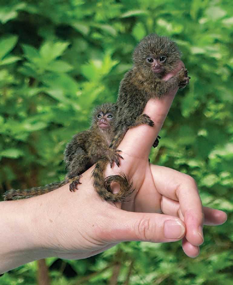 Самые маленькие обезьянки в мире: топ-10 крошечных приматов с фотографиями и названиями
