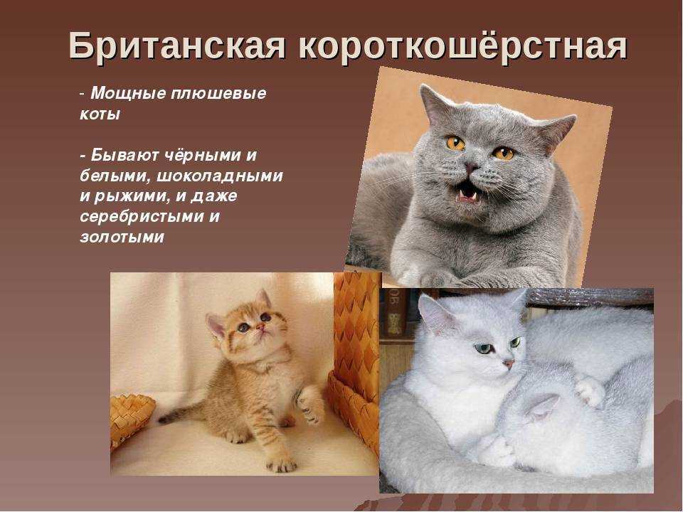 Короткошерстная британская кошка: описание породы с фото, рекомендации по уходу за питомцем