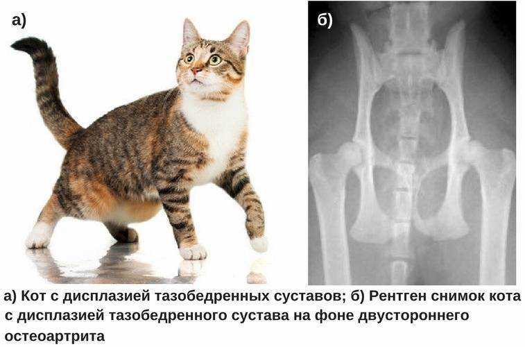 У кошки лапа опухла: причины, диагностика, как лечить
