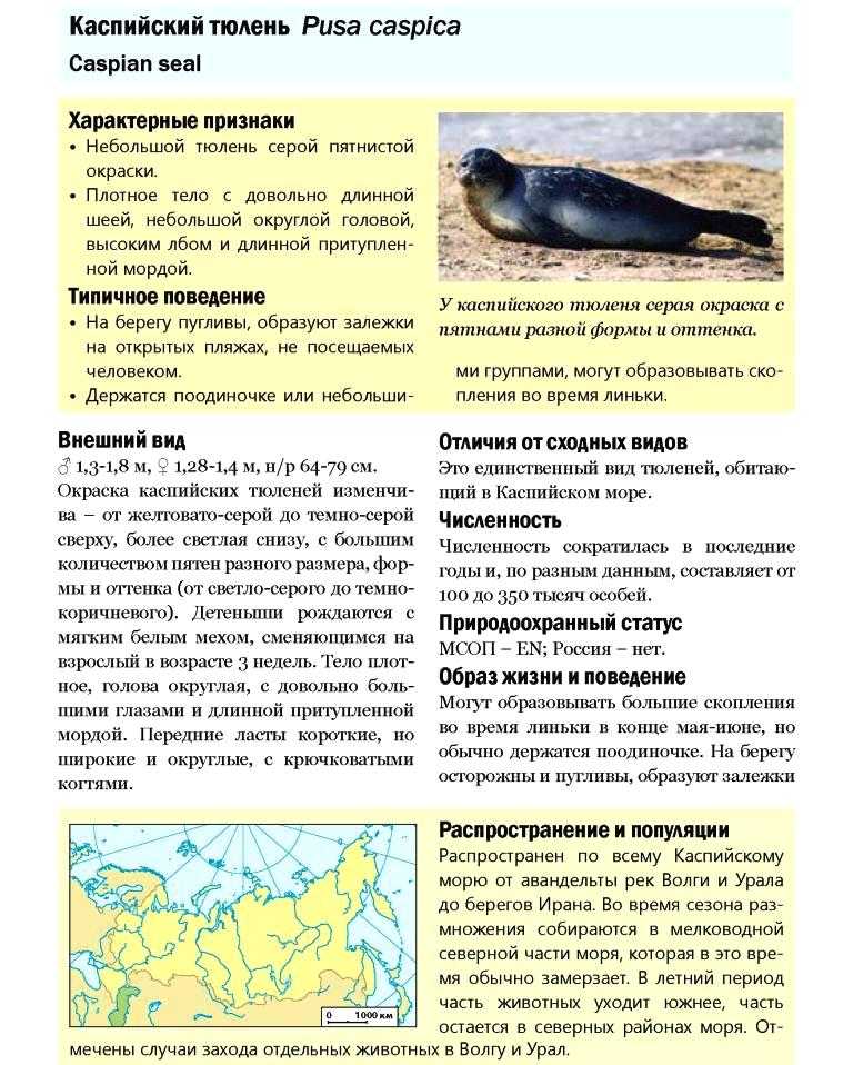 Виды медведей - фото, названия, описания, особенности