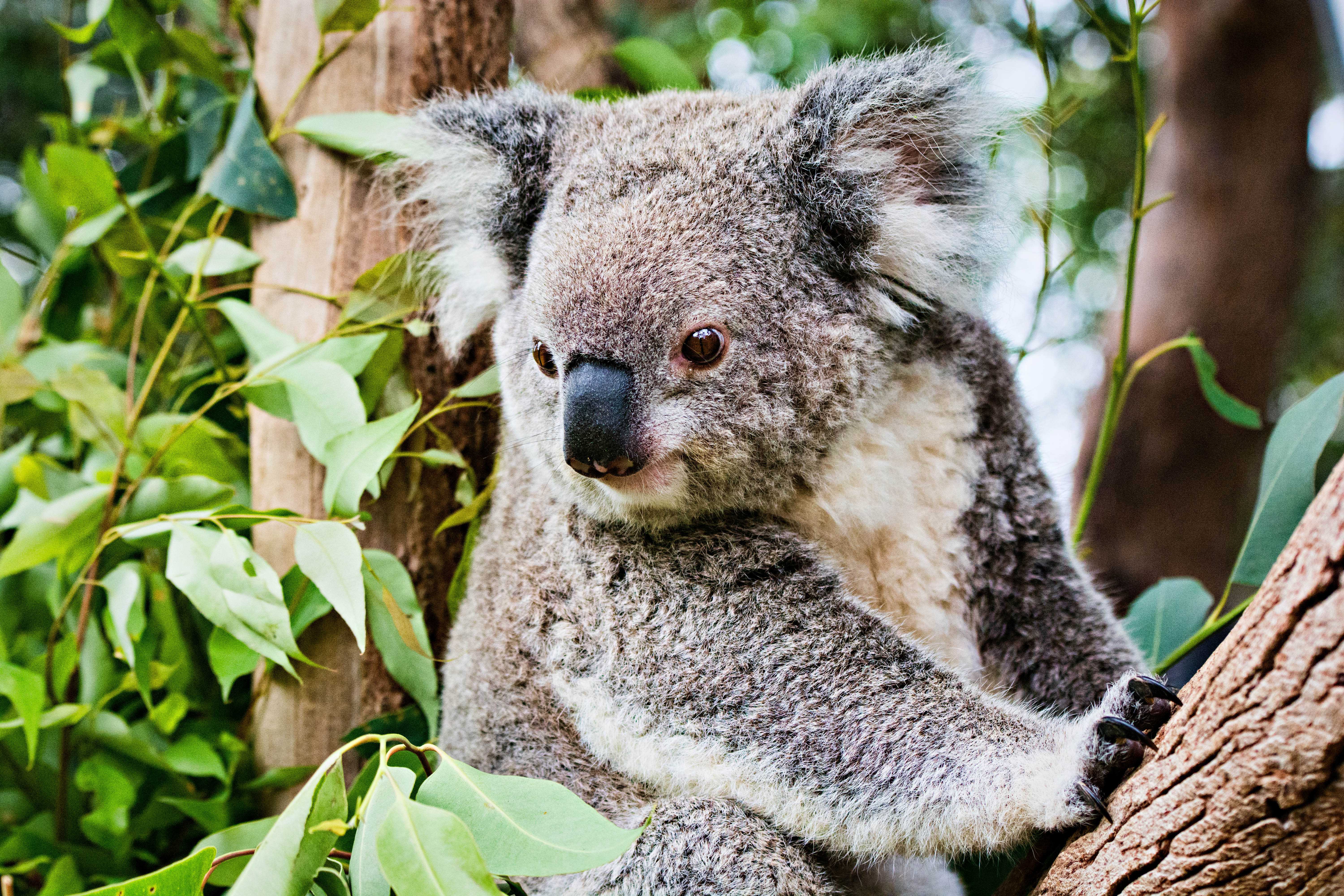 11 невероятных австралийских животных, о которых вы даже не слышали - путешествовать - 2023