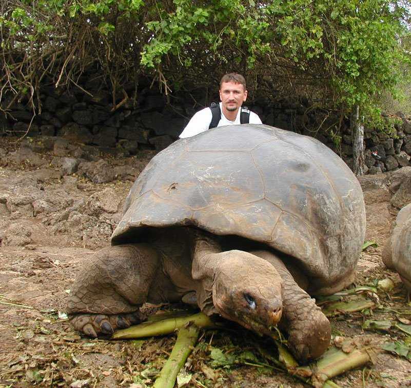 Самые большие черепахи в мире. фото, виды, описание.