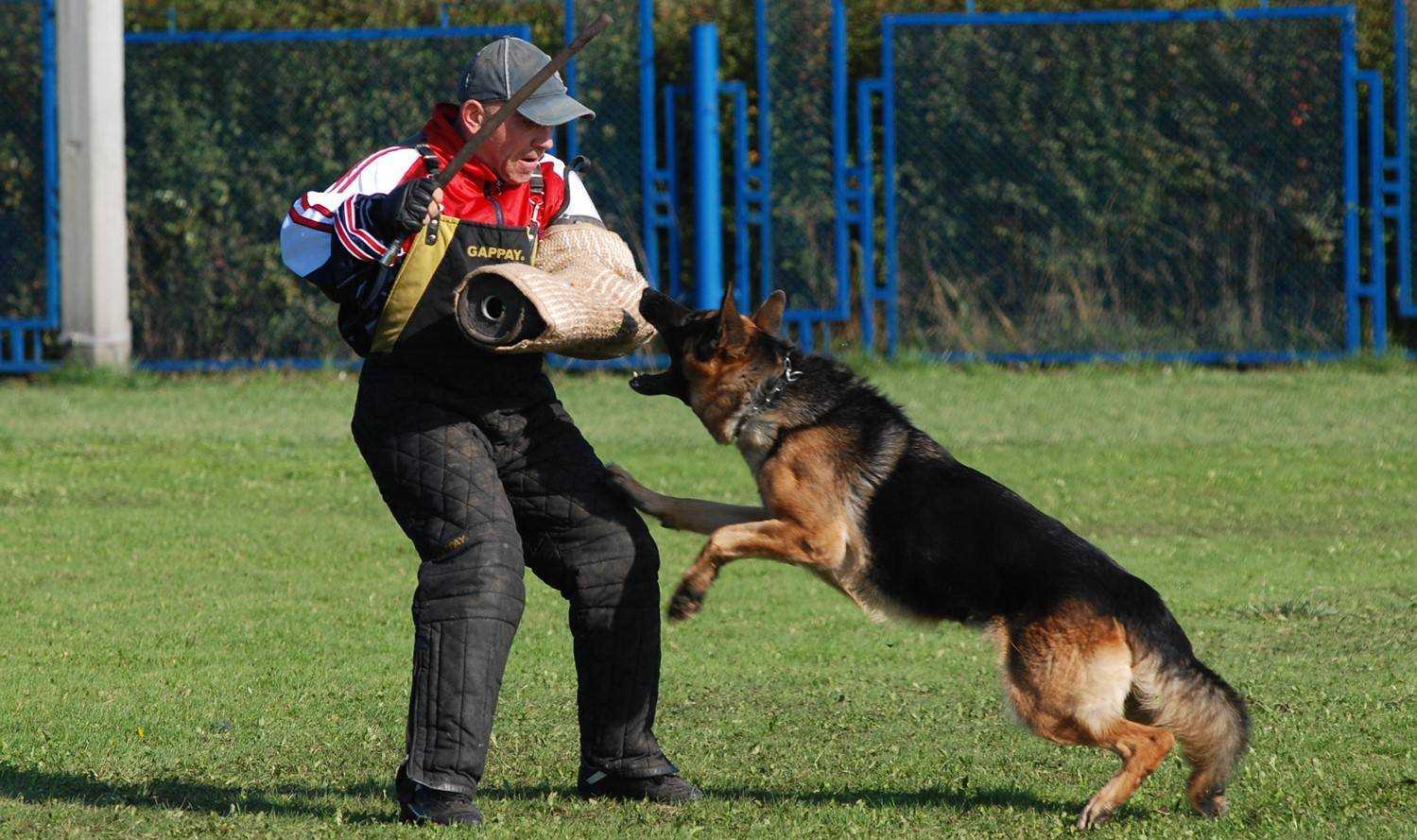 Общий курс дрессировки (окд) | dog show club