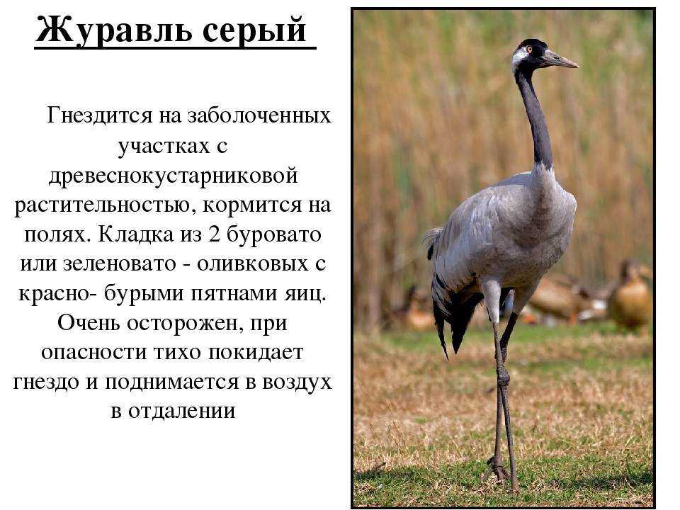 Альбатрос. кто такие альбатросы, как выглядят, где обитают, образ жизни.
