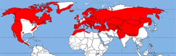 Половой диморфизм, в чем он состоит, у позвоночных и беспозвоночных / биология | thpanorama - сделайте себя лучше уже сегодня!