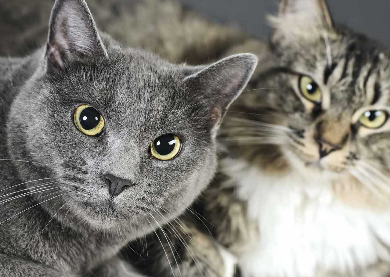 Бразильская короткошёрстная кошка