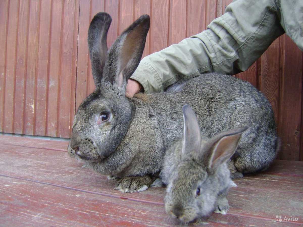 Кролики породы Великан относятся к отряду зайцевых и считаются крупнейшими их представителями Животные удивляют своим весом и размером туловища