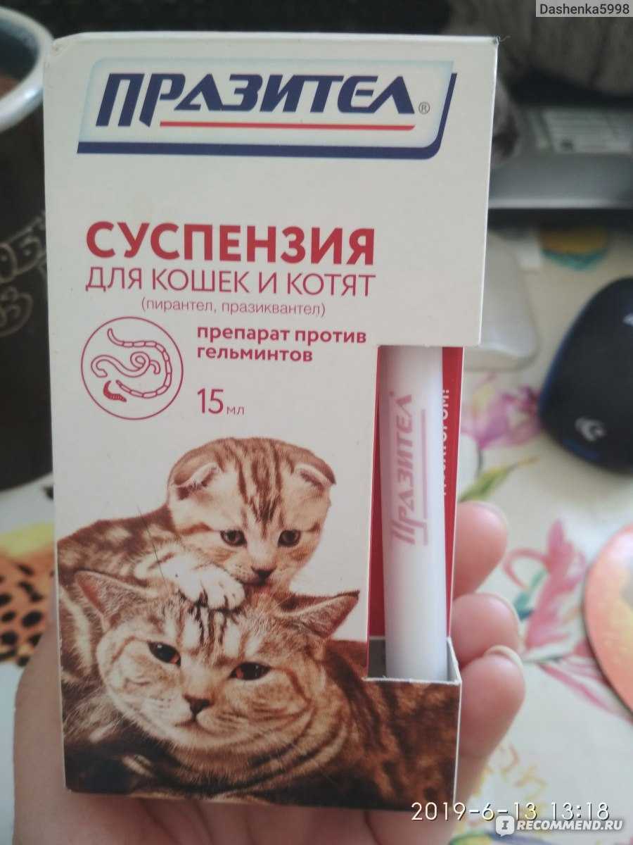 Суспензия празител для кошек: дозировка, инструкция по применению, отзывы