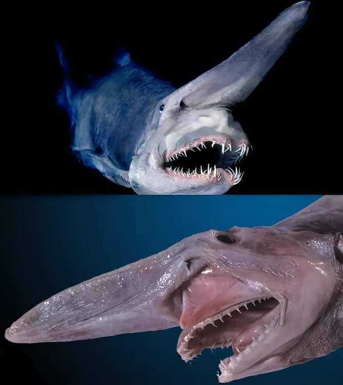 Акула гоблин   она же акула домовой - рыбы