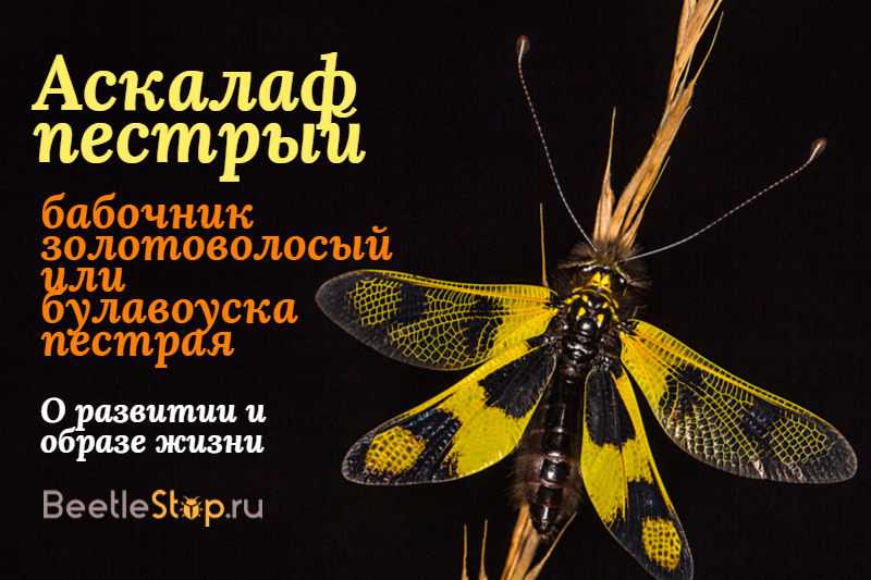 Сокол
