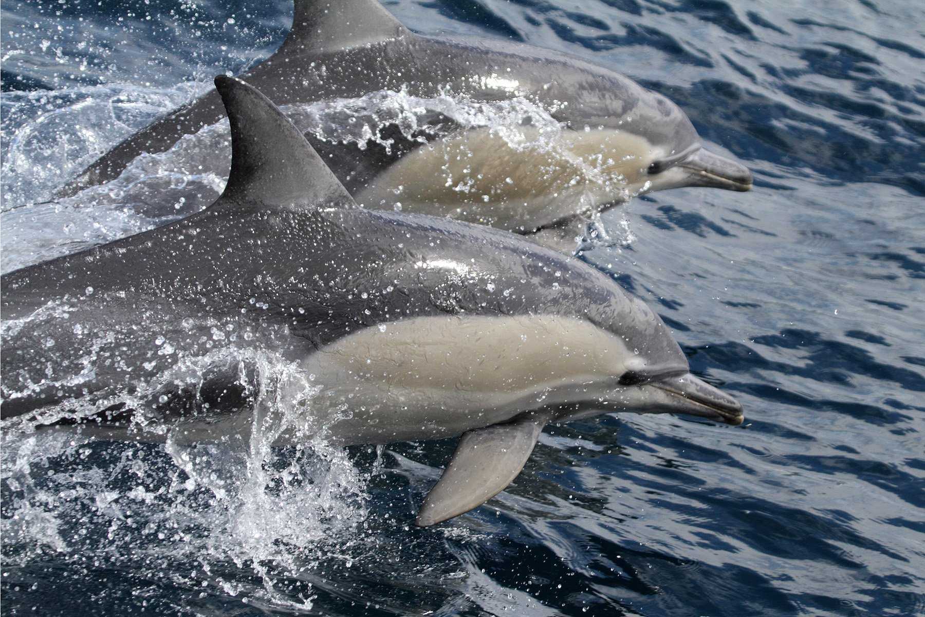 Дельфин-белобочка - фото и описание, где обитает