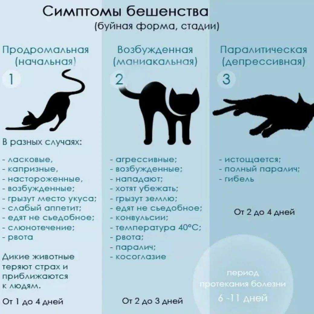 Кошка перестала есть только пьет воду: причины почему кошка отказывается от еды, что делать